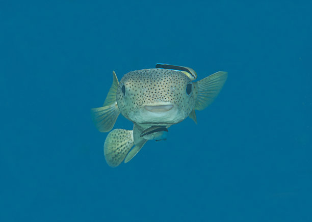 刺河豚