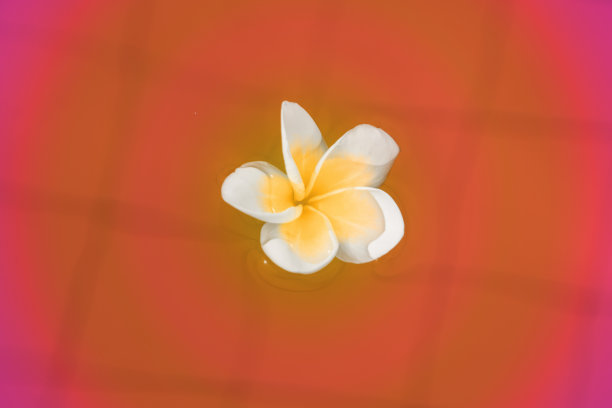 赤素馨花