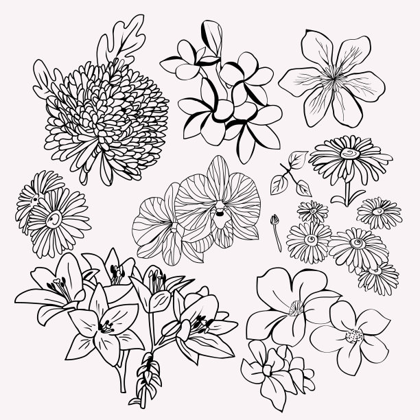 集花卉植物集单色插图。