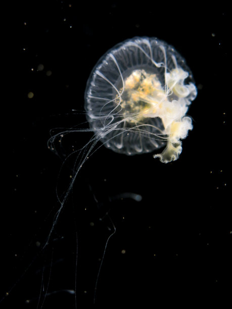 刺螫水母