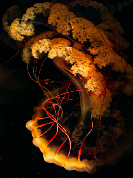 刺螫水母