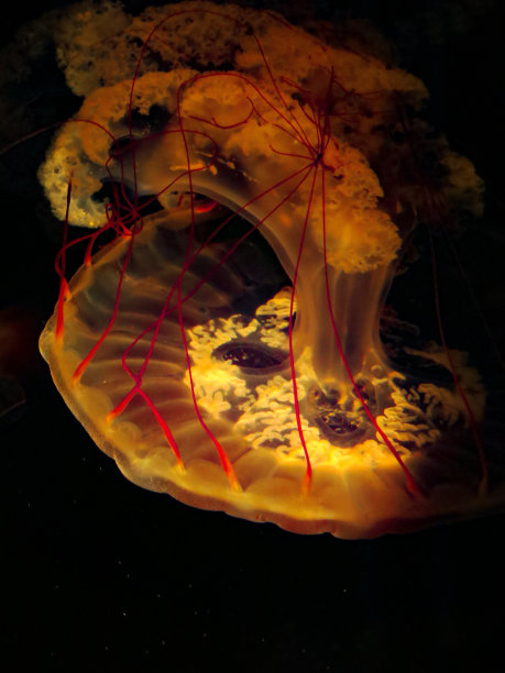 刺螫水母