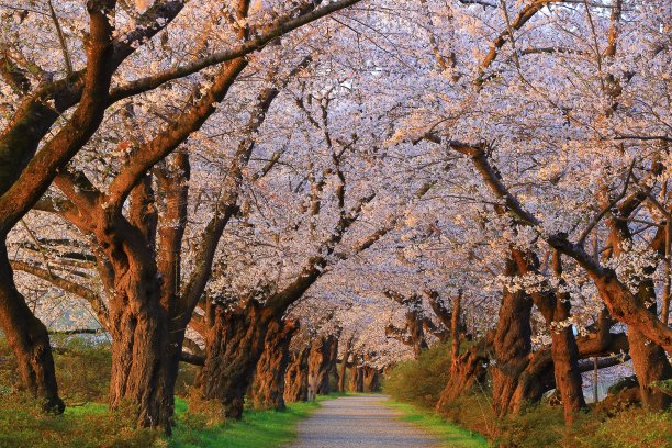 吉野樱花