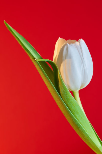 开花的