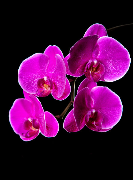 四种紫色的兰花在黑色的背景上被孤立的特写