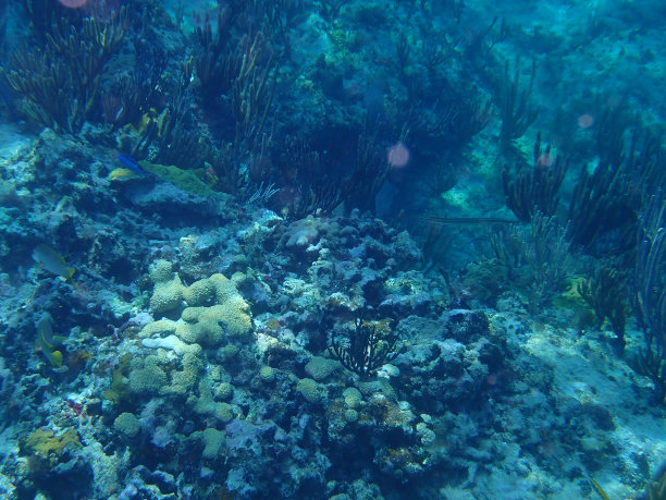 珊瑚礁潜水