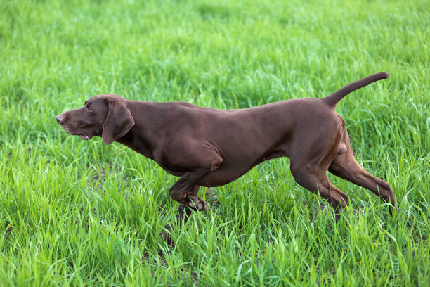 德国短毛犬