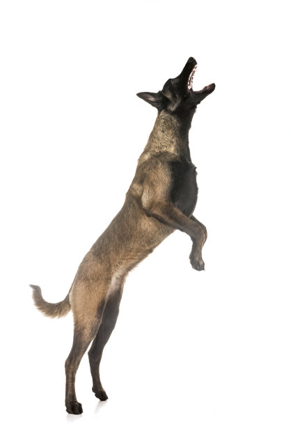 警犬