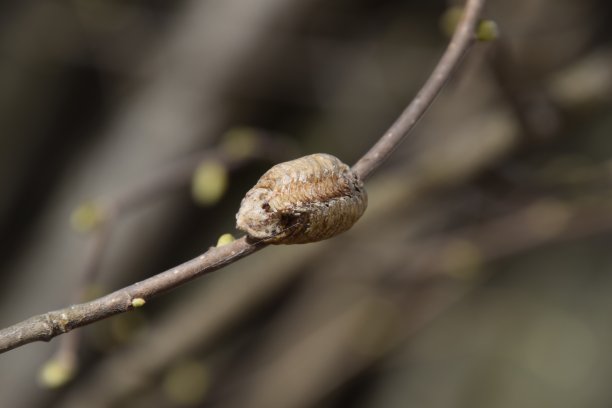 昆虫在茧里产下过冬的卵.榛子树枝上的oteca