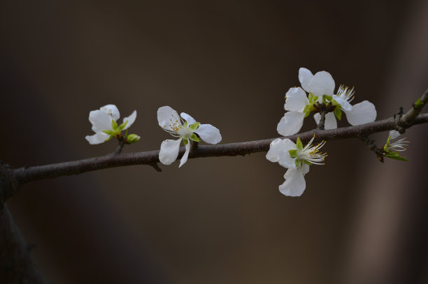 雌蕊