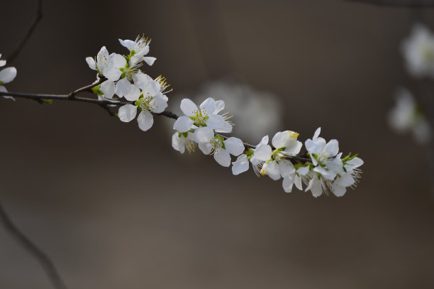 雌蕊