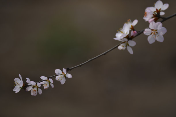 雌蕊