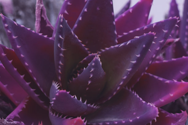 近距离观察超现实的多肉植物紫藤仙人掌
