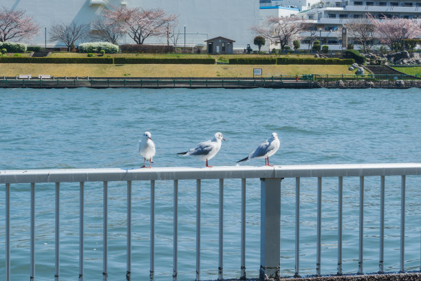 River Sumida