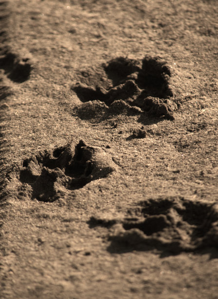 狗爪印在泥土上