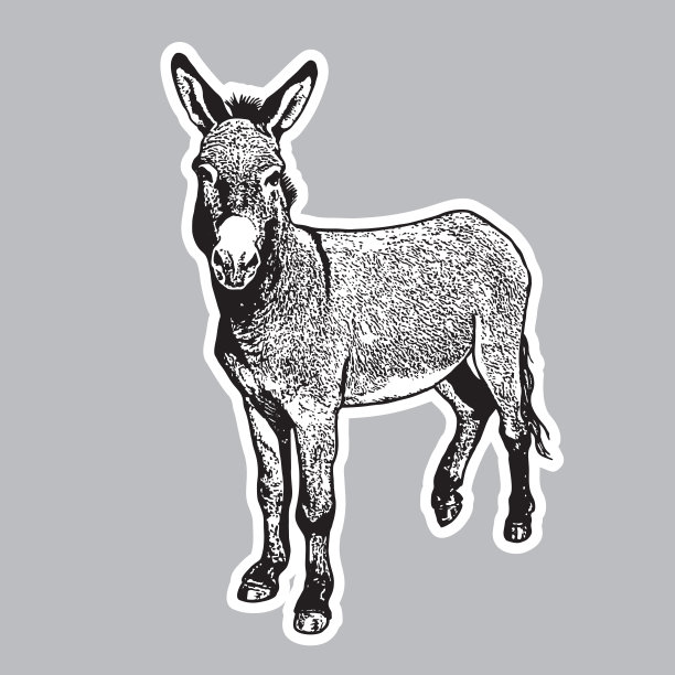 驴子-黑白肖像在前面的观点。