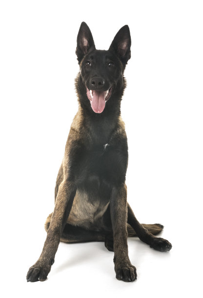 警犬