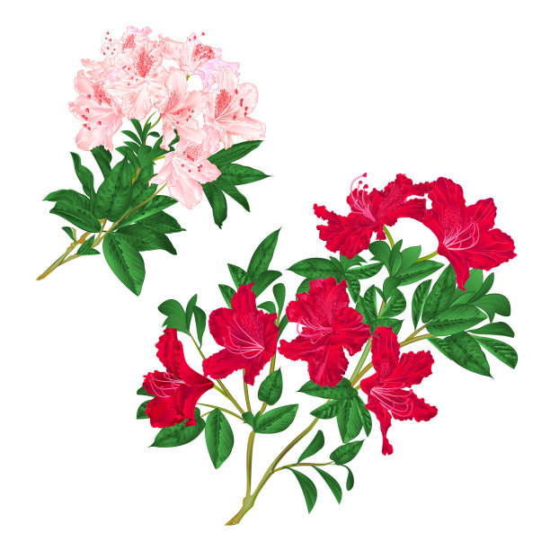 树枝上浅粉色和红色的花朵杜鹃花山地灌木，在白色背景下设置六个复古矢量插图可编辑