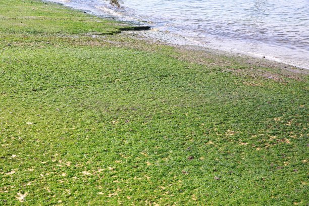 海藻在海滩