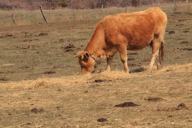 食草