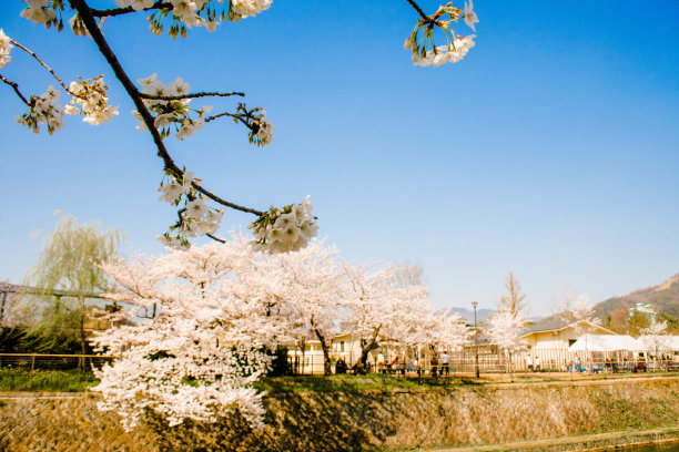 吉野樱花