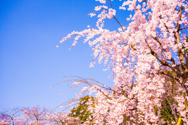 吉野樱花