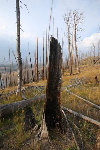 湖丘俯瞰森林大火烧毁了裸露的云杉，松树，黄石国家公园
