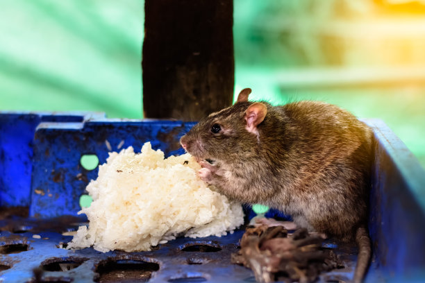 老鼠爱大米图片