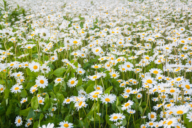 小雏菊图片大全-小雏菊高清图片下载-觅知网