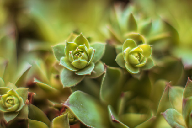 植物