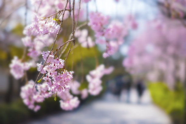 日本樱花(樱花)盛开在日本京都。