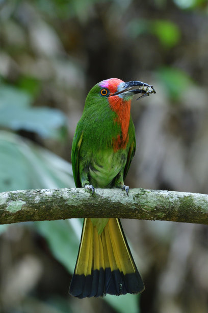 红胡子的食蜂鸟(夜莺)，美丽鲜艳的绿色鸟，有红色的胡子和长喙，正在进食昆虫，正面显示侧面