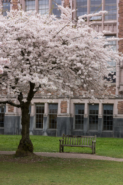 节中元思故字体中元节字体乌日哥罗德市街道上的樱花草地上有许多小花