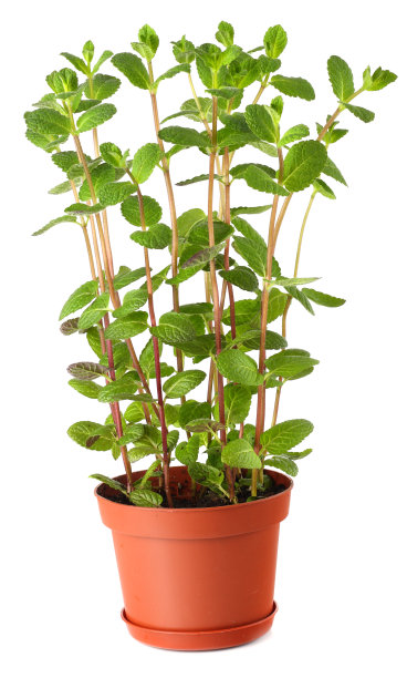 新鲜的薄荷植物在盆中孤立白色