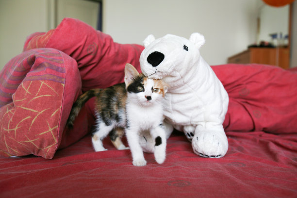 家猫,2个月大的小猫在一个板条箱里玩带有蓝色眼睛的西伯利亚哈士奇犬