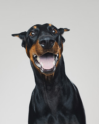 杜宾犬