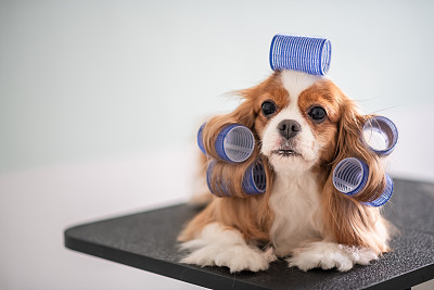 查理王小猎犬