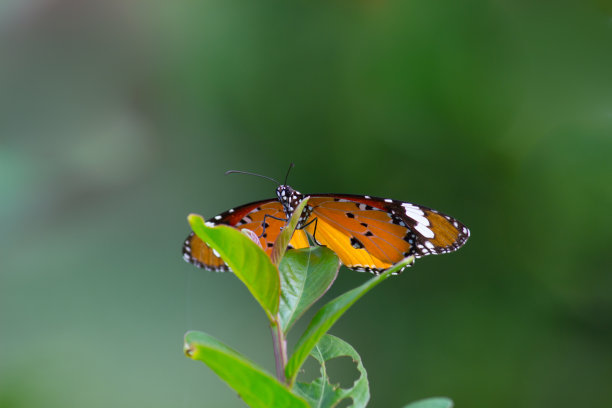 非洲黑脉金斑蝶