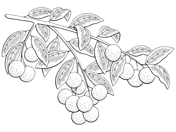 龙眼水果图形枝黑白孤立素描插图向量