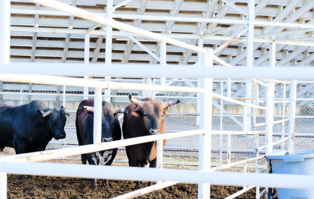 犹他州牛仔竞技场外围栏里的公牛