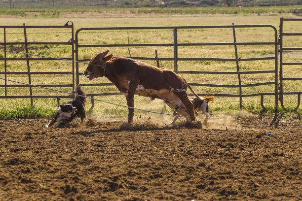 美国犹他州盐湖城圣塔昆山谷的牛、牛、小牛肉放牧绳索