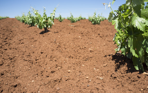 详细介绍西班牙Tierra de Barros酿酒业地区在春季的第一批葡萄