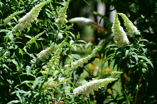 budleja / Butterfly Bush /夏季丁香