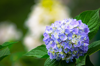 八仙花属