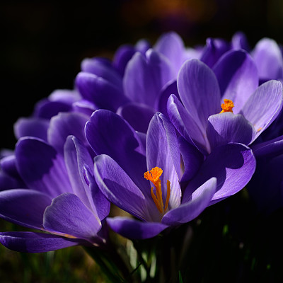 番红花属