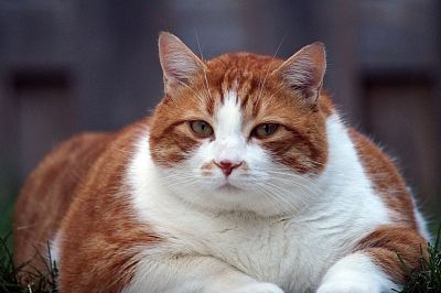 小猫