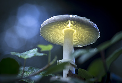 蘑菇