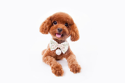 贵宾犬