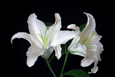 百合花