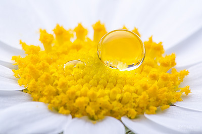甘菊